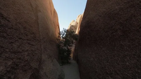 Bush in between rocks in Joshua Tree Video stock 78839411
