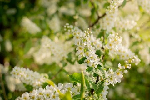 Bush of Bird-cherry tree blooming in the springtime. White flowers of bird Stock Photos