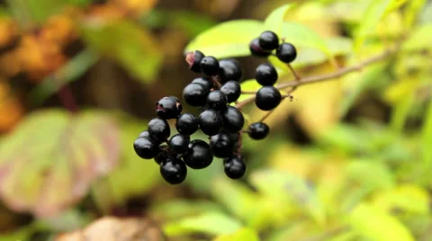 Bush with black berries(close-up) Stock Footage 32007466