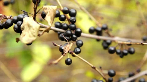 Bush with black berries(close-up) Stock-Footage 32009746