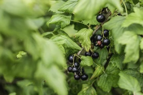 Bush of black currant in open ground. Green fresh leaves and black berries of Stock Photos