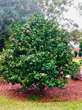 Bush in bloom Stock Photos