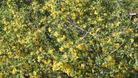 Bush blooming black currant Stock Footage 100270447