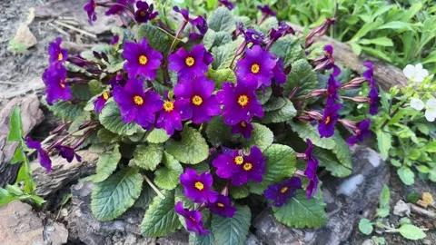 Bush of blooming Primula violet on flower bed close-up Stock Footage 336093244