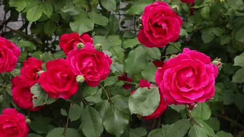 A bush of blooming red roses. Close up. Blowing in the wind. It blooms in the Stock Footage 200789398