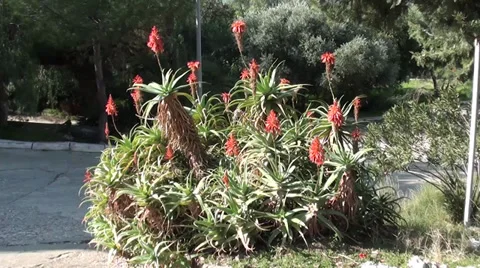 Bush of bloomy aloe Video stock 35114981