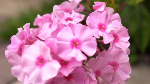 Bush Of The Blossoming Flowers Video stock 114667482