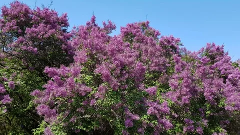 A bush of blossoming lilac Stock-Footage 89432652