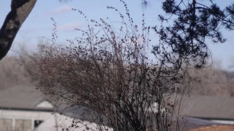 Bush blowing in the wind Stock Footage 47754669