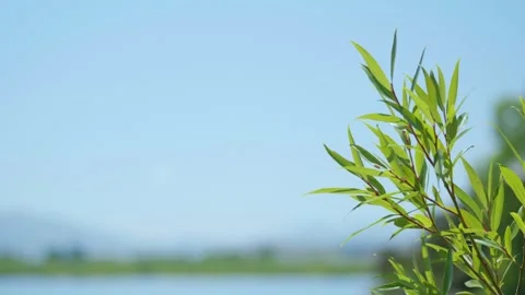 Bush blowing in wind left of frame Stock Footage 260367295