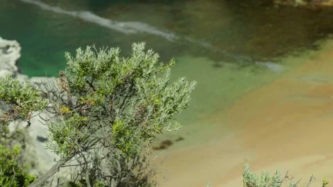 Bush Blowing in the Wind on Side of Cliff Stock Footage 303020601