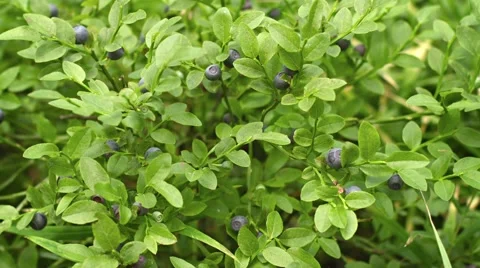 Bush of blueberries closeup Vidéo 42909205