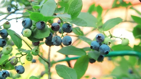 Bush blueberry. Berries in the garden. sunny day Stock Footage