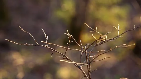 Bush branch on blurred background Stock Footage 62766643