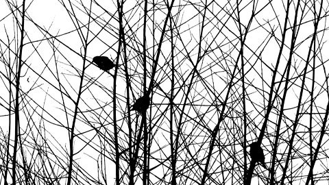 Bush branches, birds, winter - black silhouette isolated on white background Stock Footage 148918201