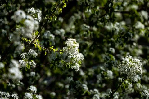 Bush branches densely covered with tiny flowers against greenery in spring sun Stockfoto's