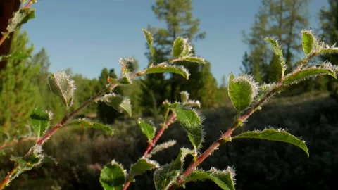 Bush branches in hoarfrost Stock Footage 196818427