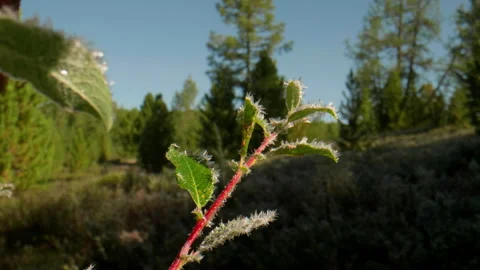 Bush branches in hoarfrost Stock Footage 197372238