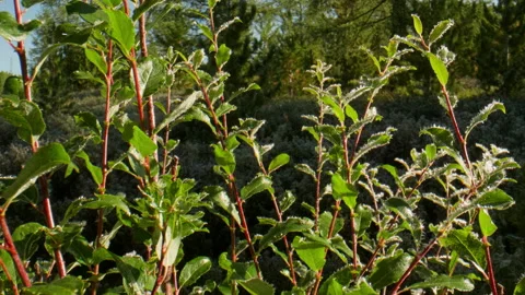 Bush branches in hoarfrost Stock Footage 199278047