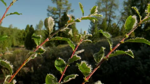 Bush branches in hoarfrost Stock Footage 199280431