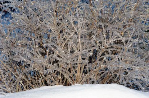 Bush branches in ice Foto stock
