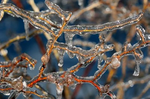 Bush branches in ice Stock Photos