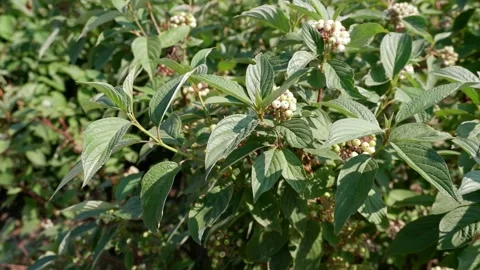 Bush branches move in the wind. 4k. Stock Footage 157393267