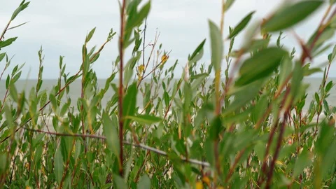 Bush branches moving in wind and blurred tourist people on seaside ocean beach Stock Footage 122653400