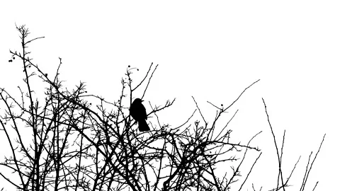 Bush branches in winter, bird - black silhouette isolated on white background Stock Footage 148916583
