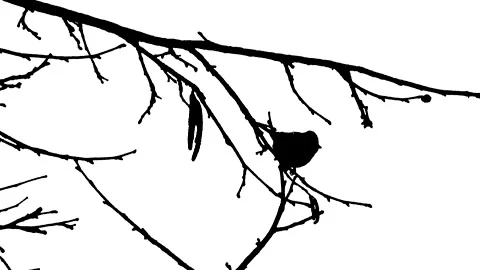 Bush branches in winter, bird - black silhouette isolated on white background Stock Footage 148917268