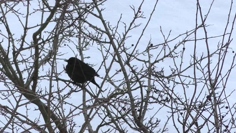 Bush branches in winter, bird - snow in background Stock Footage 148892046