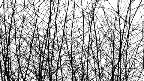 Bush branches in winter - black silhouette isolated on white background Stock Footage 148915674