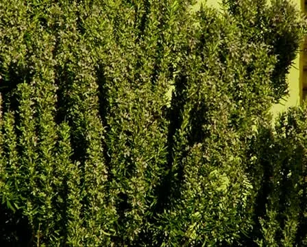 Bush on breeze Video stock 10717721