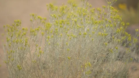 Bush in the Breeze Stock Footage 90148903