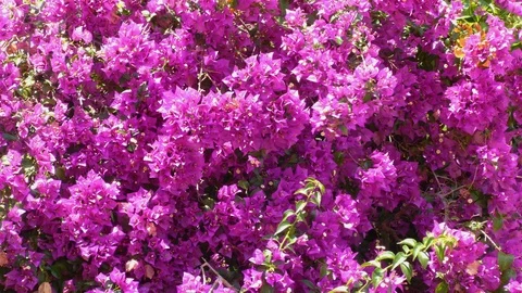 Bush With Bright Flowers 库存影片 125472969