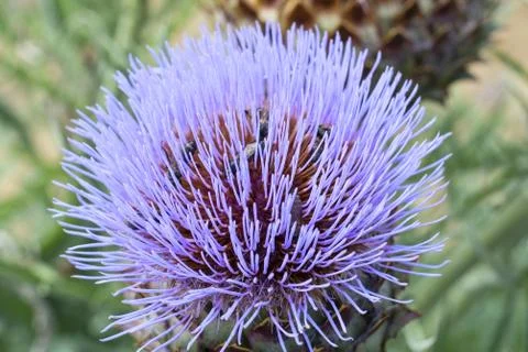 Bush of a burdock Stock Photos