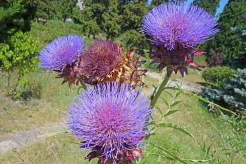 Bush of a burdock Stock Photos