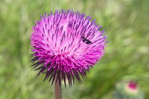 Bush of a burdock Stock Photos