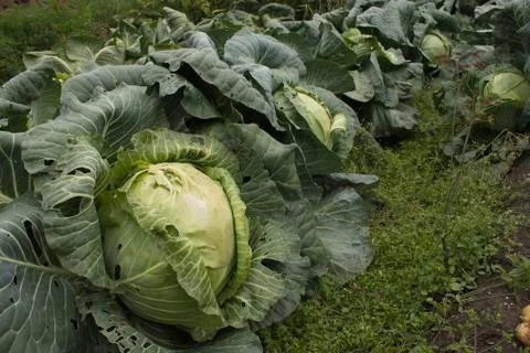 Bush cabbage Stock Photos