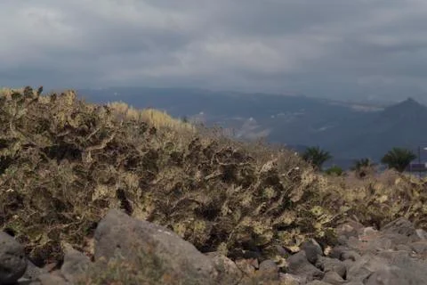 Bush of cactuses on valley. Stock Photos