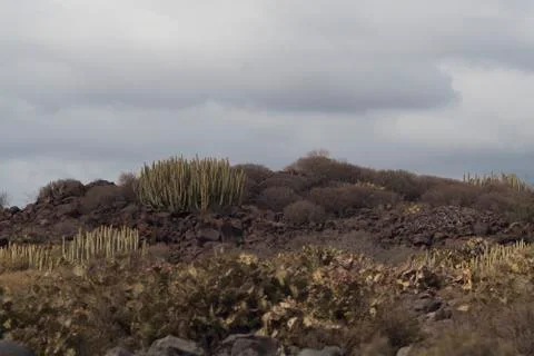 Bush of cactuses on valley. Stock Photos