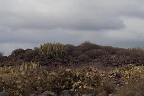 Bush of cactuses on valley Stock Photos