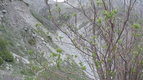 A bush in a canyon Stock Footage 54578351