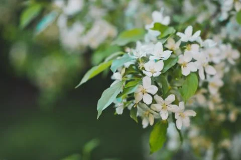 Bush is cherry blossoms 8532. Stock Photos