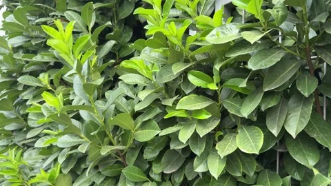 Bush Cherry Laurel hedge (Prunus laurocerasus) Stock Footage 310142748