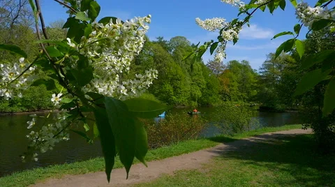 Bush cherry in spring Park. slow motion 스톡 동영상 63223348