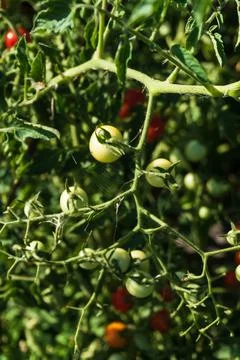 Bush with cherry tomatoes grows on a support in a garden bed Foto stock
