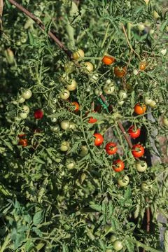 Bush with cherry tomatoes grows on a support in a garden bed Stock Photos