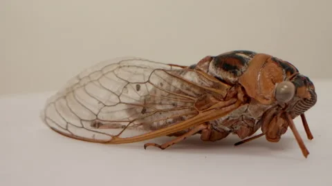 Bush Cicada Head Stock Footage 143700273