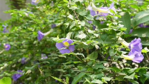 Bush Clock Vine Stock Footage 336683945